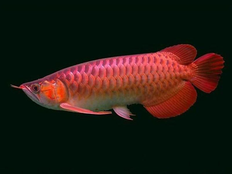 Kota Bharu Chili red Arowana