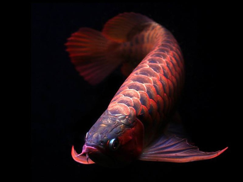 Kota Bharu Orange red Arowana