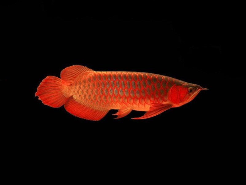 Kota Bharu Red bottom red Arowana